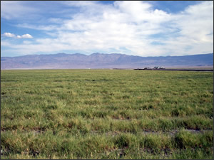 File:Owens Valley Mitigation Veg.jpg