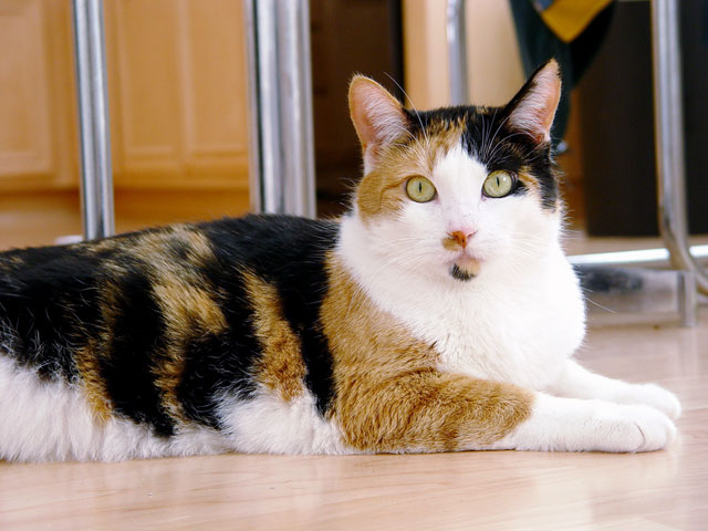 File:Calico cat - Phoebe.jpg