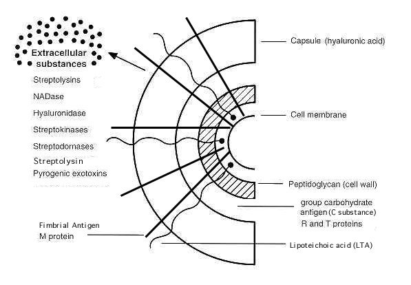 Cellsurfacestructure strep..jpg