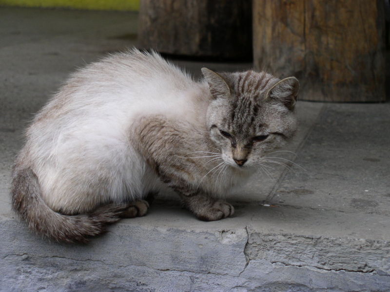 File:Siamese Cat Hybrid.jpg