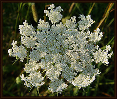 Queen Anne's Lace.jpg