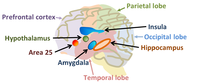 Some labeled areas are buried inside the brain. Area 25 refers to Brodmann's area 25, a region implicated in long-term depression.