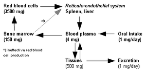 Iron metabolism.png