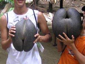 Coco de Mer palm.jpg