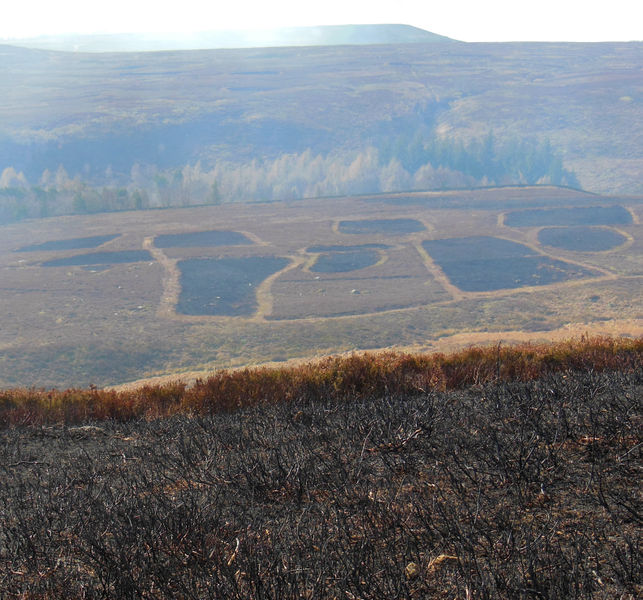File:Recently burnt heather.jpg