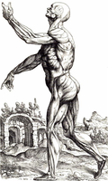 Veaslius’ Fabrica illustration of human musculature.