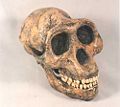 Australopithecus afarensis (Lucy)