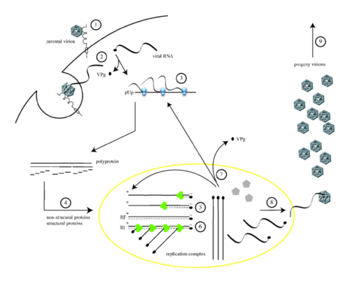 Poliovirus life cycle.png