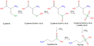 Taurine biosynthesis.png