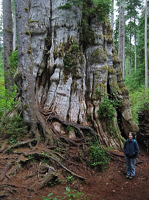 QuinaultLakeCedar 7274c.jpg