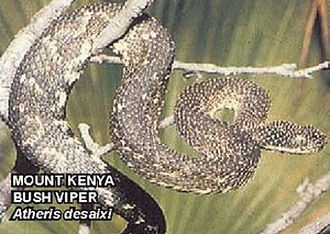 Atheris desaixi.jpg