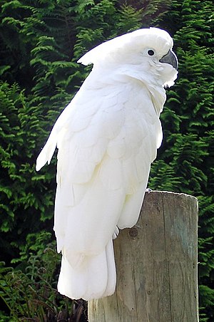 Cockatoo.1.arp.500pix.jpg