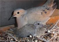 Morning dove with squab, Tucson AZ.
