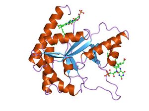 Luciferase.jpg