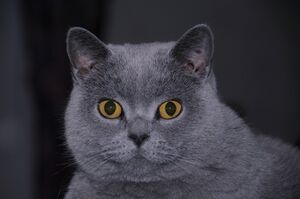 British Shorthair.jpg