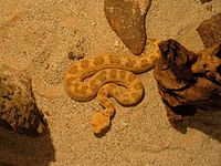 Desert horned viper, C. cerastes