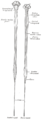 Diagrams of the spinal cord.