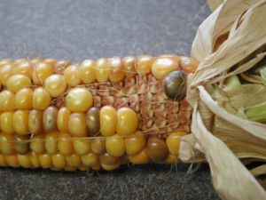 Corn ear 3448.JPG