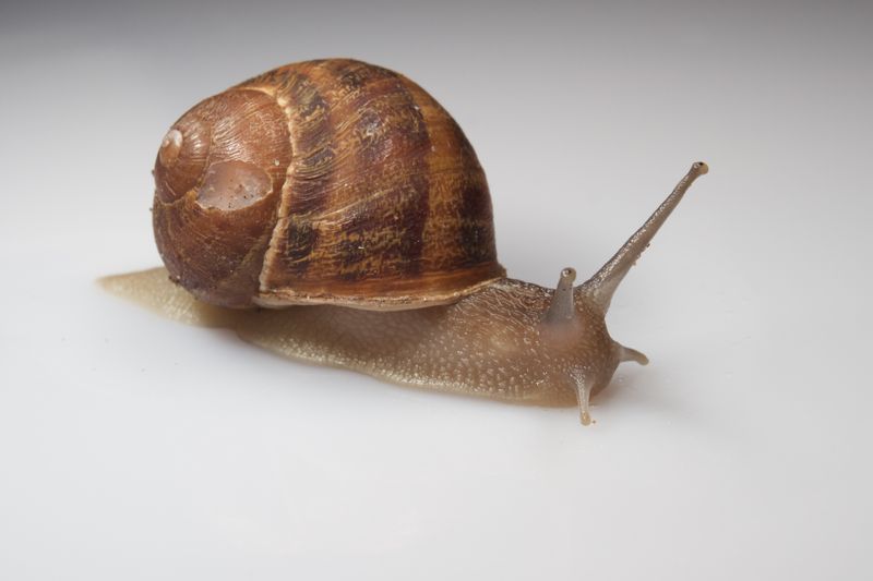File:Garden-snail.jpg