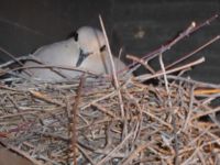 Mourning dove on nest in Tucson