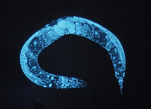 Caenorhabditis elegans.jpg