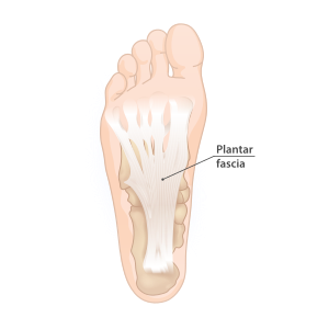 Plantar fascia.svg