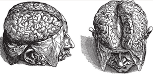 Vesalius cortex.png