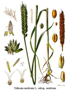 Common wheat, Triticum aestivum L.
