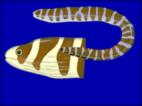 Barred moray, Echidna polyzona