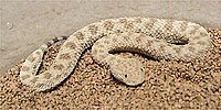 Cerastes vipera.jpg