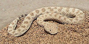 Cerastes vipera.jpg