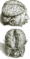 Veaslius’ Fabrica illustration of the human cortex. Top panel: Figure 2 of Book 7; Bottom panel: Figure 3 of Book 7.