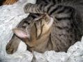 Cat sleeping4.jpg