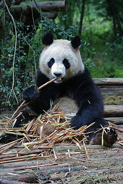 Giant Panda in the Chengdu Research Base of Giant Panda Breeding, just outside of Chengdu, Sichuan Province, China. (CC) Photo: Richard IJzermans