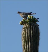 Mourning dove on saguaro cactus, Tucson AZ.