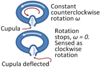 Vestibular system: When the semicircular canal stops rotating, inertia causes the cupula to register a false rotation in the opposite sense.