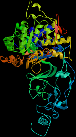 Helicobacter Pylori Urease.png