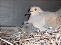 Mourning dove with squab.