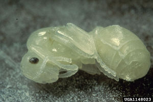 Red imported fire ant pupa.jpg
