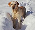 Labrador Retriever snow.jpg