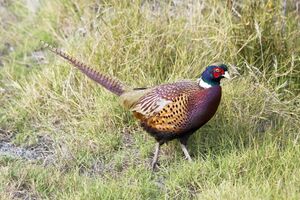 Reing-necked Pheasant.jpg