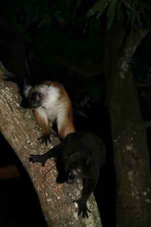 Black lemurs.jpg