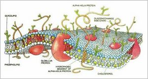 Cell membrane -2.JPG