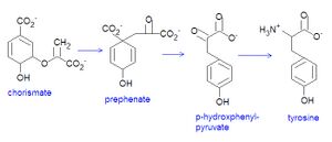 Tryosine synthesis.jpg